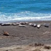 Peninsula de Valdes - Imagen 6
