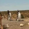 Peninsula de Valdes - Imagen 3