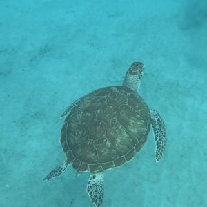 Curacao Tour de Playa