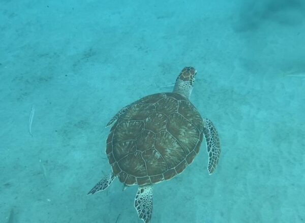 Curacao Tour de Playa - Imagen 4
