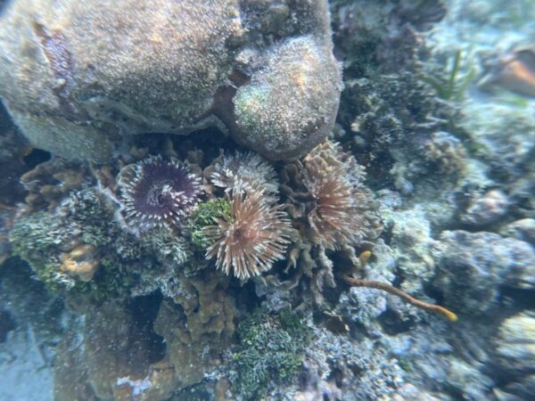 Belice Snorkeling & Nadar - Imagen 2