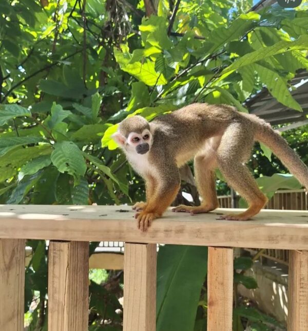 Experiencia Monkeys en Puerto Plata - Imagen 3