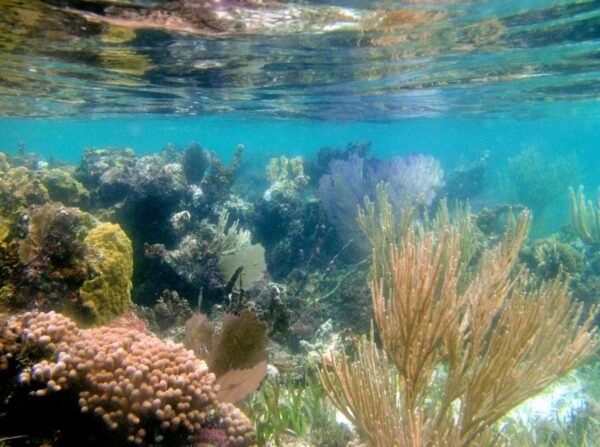 Belice Snorkeling & Nadar - Imagen 11