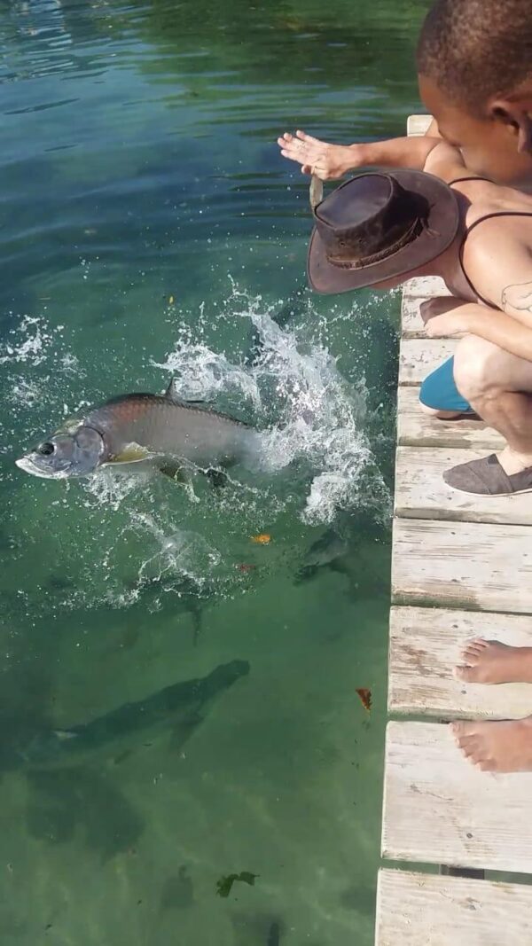 Belice Snorkeling & Nadar - Imagen 13