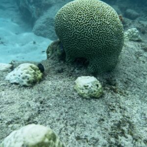 Tour Playa Mahahual con Snorkel