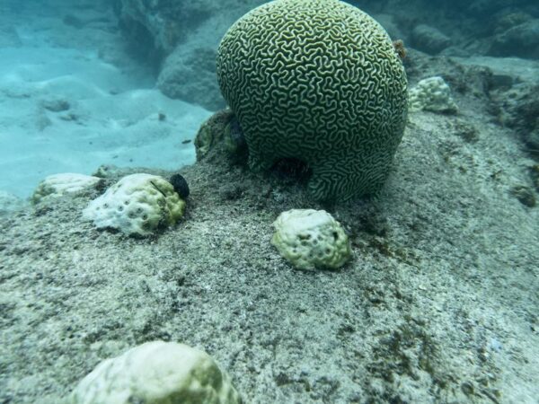 Tour Playa Mahahual con Snorkel
