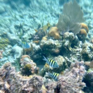 Belice Snorkeling & Nadar