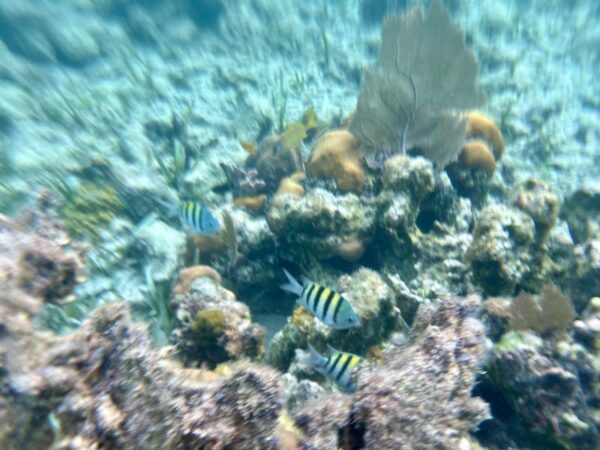 Belice Snorkeling & Nadar